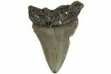 Bargain, Fossil Megalodon Tooth - North Carolina #200682-1